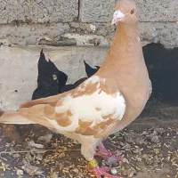 کارل پلاکی ماده