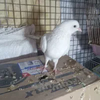 کفتر پرشی شمرونی تهرانی غریب گیری|پرنده|تهران, جیحون|دیوار