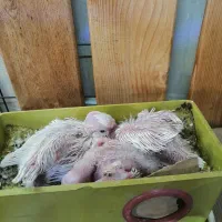 جوجه عروس 7 روزه قیمت هر دونه یک میلیون سیصد