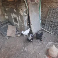 مرغ گلین و مرندی ۳عدد باهم|حیوانات مزرعه|هشتگرد, خور|دیوار