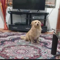 سگ گمشده