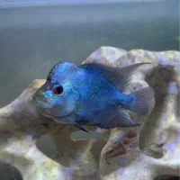 فلاور ابی تایسلیک|ماهی|تهران, نیروی هوایی (پیروزی)|دیوار