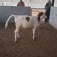 گوساله سیمینتال اصل درجه 1|حیوانات مزرعه|لالی, |دیوار