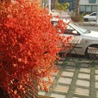 مواد فیشال آلادو، ارفلند و تنورا
