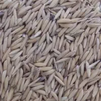 شالی دمسیاه درجه یک