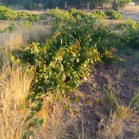 باغ انگور