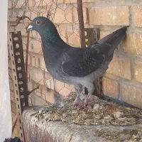 ۲ عدد کبوتر پلاکی