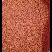 گندم بوجاری