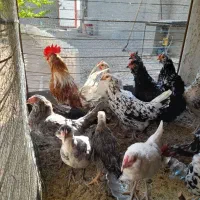 تخم مرغ نطفه دار گلین+خروس|حیوانات مزرعه|سیرجان, |دیوار