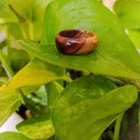 حلقه چوبی طرح پرنسا