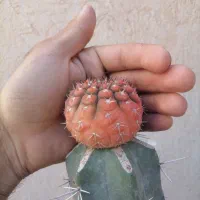 گلخانه34 دیزج بریز بپاش کرده