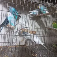 مرغ عشقها نروماده