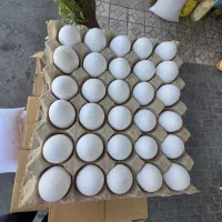 تخم مرغ روز اهر