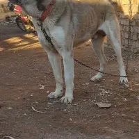 سگ عراقی|سگ|اسفرورین, |دیوار