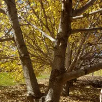 فروش درخت|حراج|شاهین دژ, |دیوار