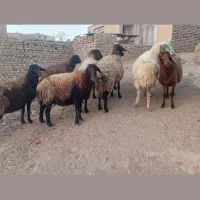 هفت راس میش داشتی مایه دار