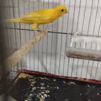 پرنده|پرنده|ابهر, |دیوار