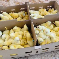 جوجه گوشتی نژاد راس یک روزه