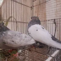 سینه سیاه نوک سفید سینه آبی سینه سرور|پرنده|شیراز, زرهی|دیوار