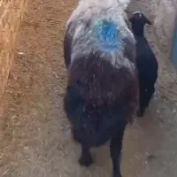 میش برده دار وکاور بره آبستن