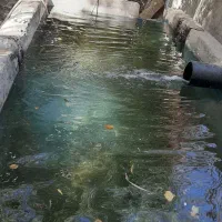 باغچه با درختان مثمر|فروش دفتر صنعتی، کشاورزی، تجاری|محمدشهر, محمدشهر|دیوار