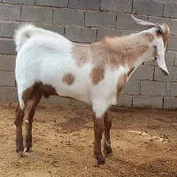 کهره نر پاکستانی