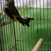 سهره ماده کرمانی وسینه سرخ