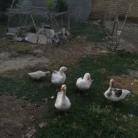 غاز نر
