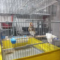 سهره نردوساله