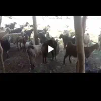 100عدد بزداشت بفروش میرسد|حیوانات مزرعه|بهبهان, |دیوار