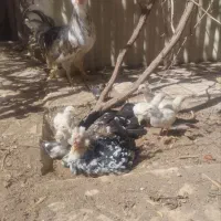 مرغ و خروس گلین اصل|حیوانات مزرعه|مشهد, شهید شهریاری|دیوار