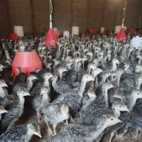 فروش جوجه بوقلمون یک‌ماهه