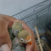 جوجه برزیلی سرلاکی