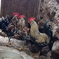 خروس گلین لری اصیل نطفه زن