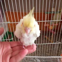 جوجه عروس هلندی