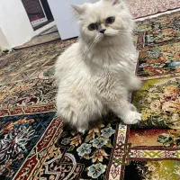 پرشین۱۰ ماهه