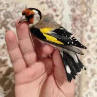 سهره نر و ماده.