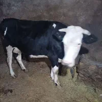 گاوسیمنتال با گوساله ماده