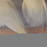 مرغ عشق
