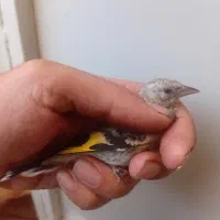 جوجه سهره پیش رس
