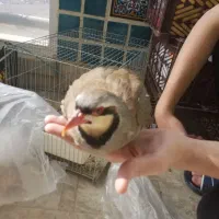 فروش پرنده زینتی