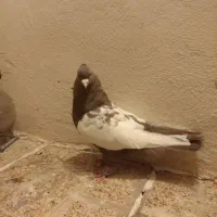 پرنده|پرنده|مشهد, مقدم|دیوار