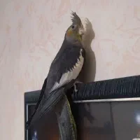 عروس هلندی ماده بالغ مست