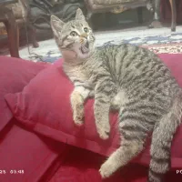 واگذاری گربه رایگان