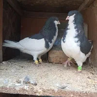 نرو ماده چپ سیاه به شرط