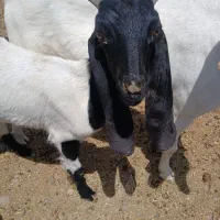 گوسفند