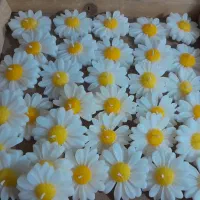 گلهای شمع زیبا