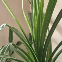 گل آپارتمانی