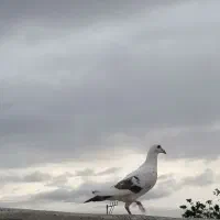 پلاکی طوقی شامی