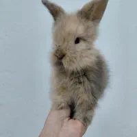 خرگوش لوپ اصیل|موش و خرگوش|مشهد, تربیت (صدف)|دیوار